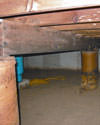 Mold and rot thriving in a dirt floor crawl space in Corner Brook
